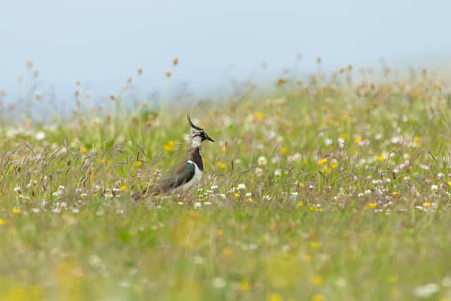 Lapwing adult on machair on RSPB Balranald Nature Reserve in North Uist, Outer Hebrides. 