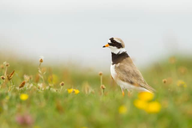 A ringed plover adult standing among wild flowers at RSPB Balranald Nature Reserve on North Uist. 