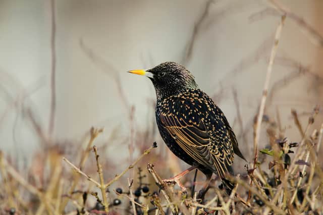 The lowest number of starlings on record have been spotted in the RSPB's long-running Big Garden Birdwatch citizen science scheme