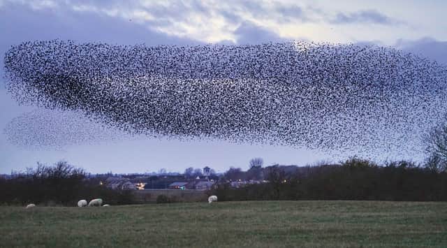 A murmuration of hundreds of thousands of starlings flying over a field at dusk 