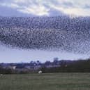 A murmuration of hundreds of thousands of starlings flying over a field at dusk 