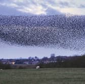 A murmuration of hundreds of thousands of starlings flying over a field at dusk 