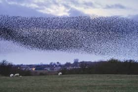 A murmuration of hundreds of thousands of starlings flying over a field at dusk 