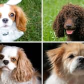 Four popular breeds of spaniel.