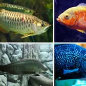 Four giants of the aquarium world.