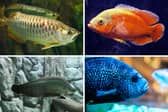 Four giants of the aquarium world.