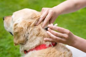 If you have a tick removal tool - and are confident you know how to use it - you can use it to rid your pup of the parasites.