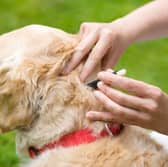 If you have a tick removal tool - and are confident you know how to use it - you can use it to rid your pup of the parasites.