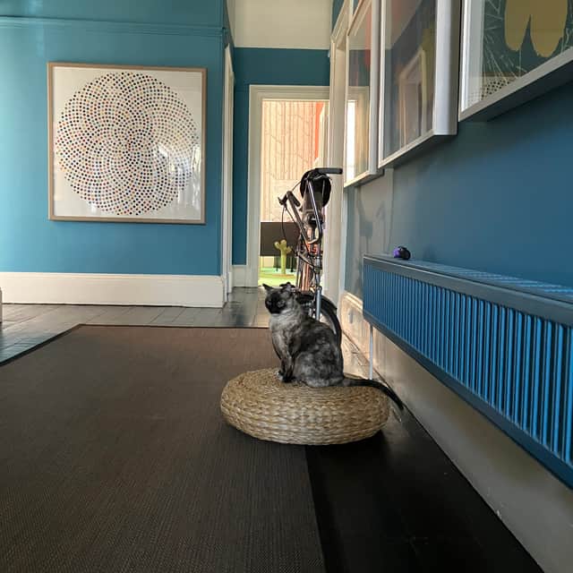 Ivie the cat on her raffie throne in Anna Cambell-Jones' hallway.  