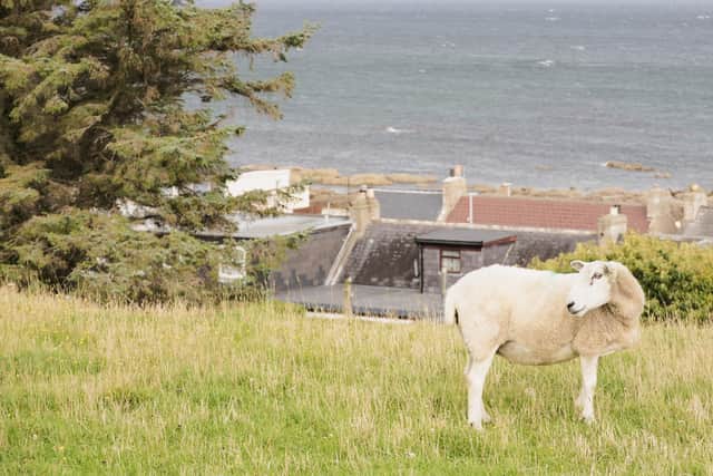 A sheep looking over its shoulder on the Fearn Peninsula in the Scottish Highlands 