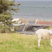 A sheep looking over its shoulder on the Fearn Peninsula in the Scottish Highlands 