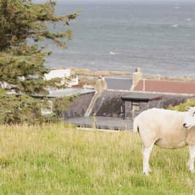 A sheep looking over its shoulder on the Fearn Peninsula in the Scottish Highlands 