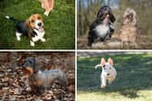 Four of the most popular breeds of medium sized dog.
