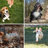 Four of the most popular breeds of medium sized dog.
