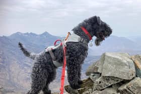 Betty is the first dog to climb all of the UK's highest peaks.