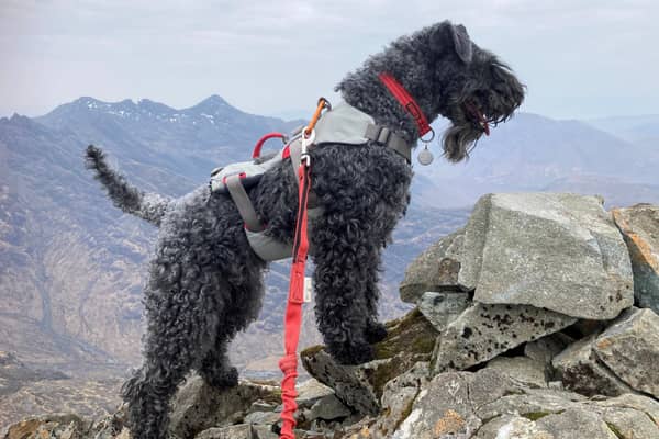 Betty is the first dog to climb all of the UK's highest peaks.