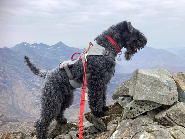 Betty is the first dog to climb all of the UK's highest peaks.