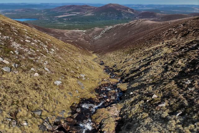 Montane woodland is set to establish to the slopes of Cairngorm Mountain through the Coire na Ciste Montane Woodland Project. 