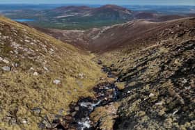 Montane woodland is set to establish to the slopes of Cairngorm Mountain through the Coire na Ciste Montane Woodland Project. 