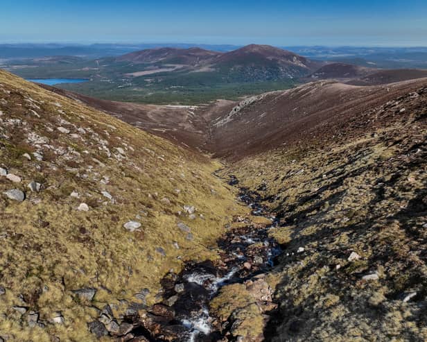 Montane woodland is set to establish to the slopes of Cairngorm Mountain through the Coire na Ciste Montane Woodland Project. 