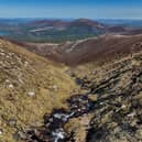 Montane woodland is set to establish to the slopes of Cairngorm Mountain through the Coire na Ciste Montane Woodland Project. 