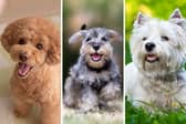 Three of the most popular breeds of small dog.