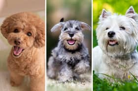 Three of the most popular breeds of small dog.