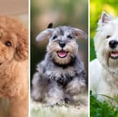 Three of the most popular breeds of small dog.