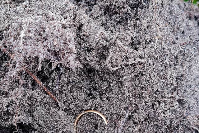 The late Peggy MacSween's wedding ring photographed when it was found by Mr MacPhee 50 years after she lost it 
