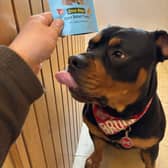 Bruce the dog proved to be a fan of cultivated or lab-grown meat and we humans should be too