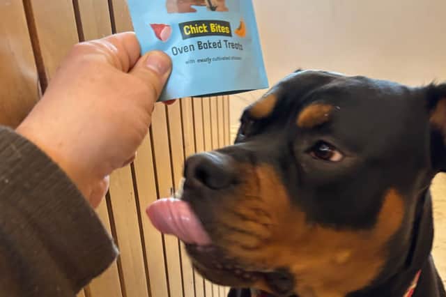 Bruce the dog proved to be a fan of cultivated or lab-grown meat and we humans should be too