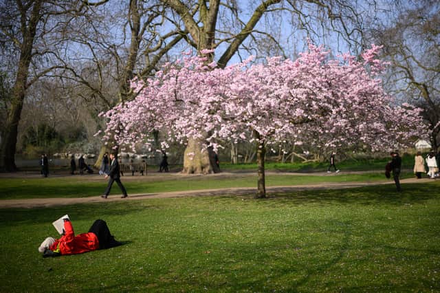 A woman lays near to a blooming cherry blossom tree, as she reads her book.
