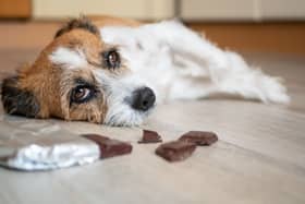 Dogs and chocolate do not mix.