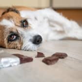 Dogs and chocolate do not mix.