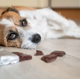 Dogs and chocolate do not mix.
