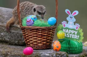 A meerkat at the Five Sisters Zoo outside Edinburgh enjoying an Easter treat. 