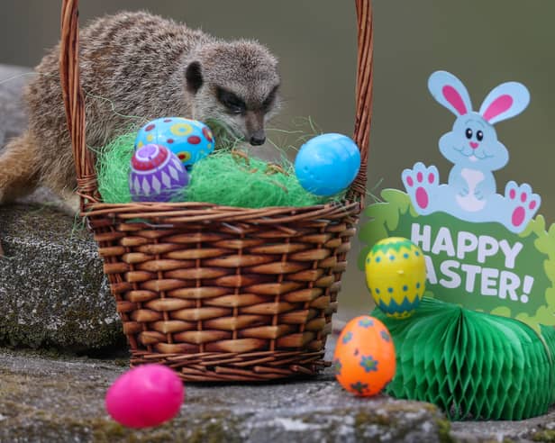 A meerkat at the Five Sisters Zoo outside Edinburgh enjoying an Easter treat. 