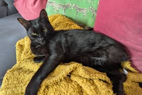 Hector, aged two, who was so badly injured that vets feared he would need to be euthanised, after he was hit by a train near Fairlie station in North Ayrshire. Picture: Pet Health Club/PA Wire