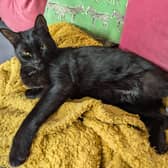 Hector, aged two, who was so badly injured that vets feared he would need to be euthanised, after he was hit by a train near Fairlie station in North Ayrshire. Picture: Pet Health Club/PA Wire