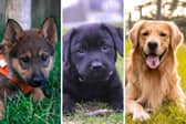 Three of the most popular large dog breeds.