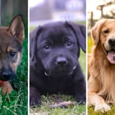 Three of the most popular large dog breeds.