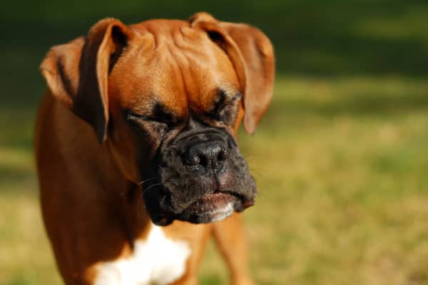 If you've noticed your dog sneezing more than usual then it may be suffering from hay fever.