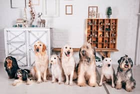 The length of time a dog lives for is largely dependent on its breed.