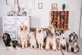 The length of time a dog lives for is largely dependent on its breed.