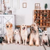 The length of time a dog lives for is largely dependent on its breed.