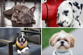 Four of the most popular breeds of utility dog.
