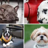 Four of the most popular breeds of utility dog.
