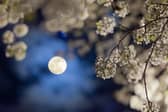 May's full moon is known as the Flower Moon.