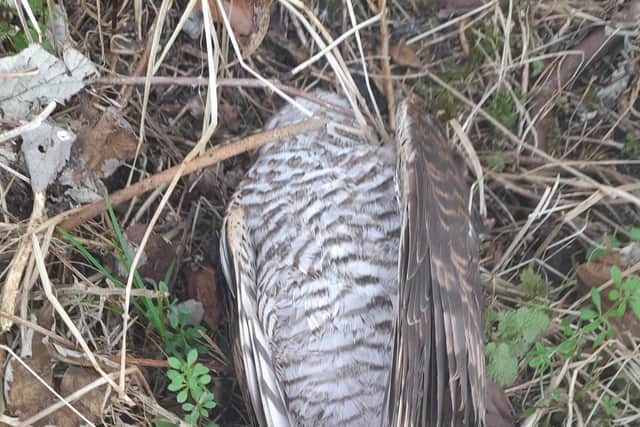 The sparrowhawk was found dead in a residential area of Inverness 