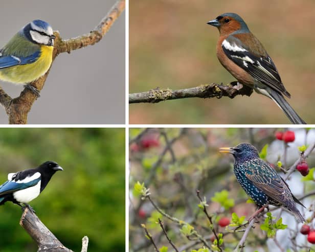 Four of the birds most commonly found in Scottish gardens.